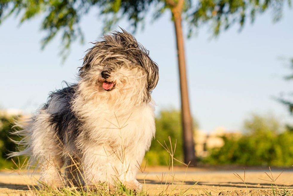 Mi Perro Me Muerde Sin Apretar